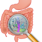 Illustration of human digestive system highlighting gut microbiome