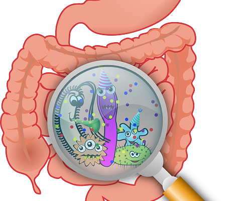 Illustration of human digestive system highlighting gut microbiome