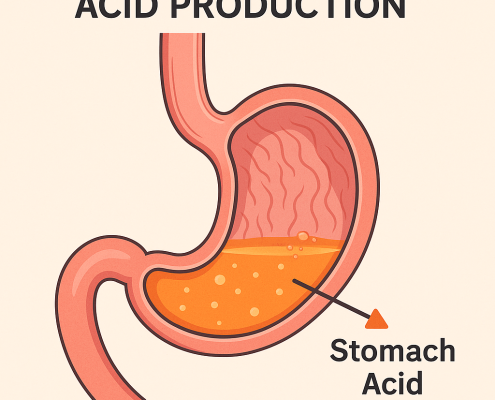 Anatomical illustration of the human stomach highlighting acid production