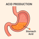Anatomical illustration of the human stomach highlighting acid production